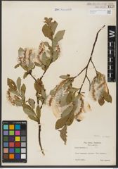 Foto von Salix hastata L.